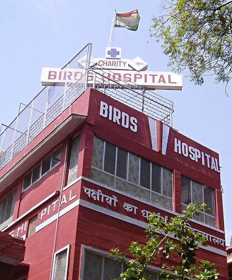 The well-known hospital for sick birds in Delhi flies a Jain flag, indicating that the central Jain principle of non-violence is an active, positive virtue. Ahiṃsā – non-violence or non-harm – includes protecting and caring for all living beings.