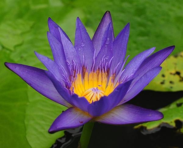 The blue lotus is the emblem – lāñchana – of Naminātha or Lord Nami, the 21st Jina.