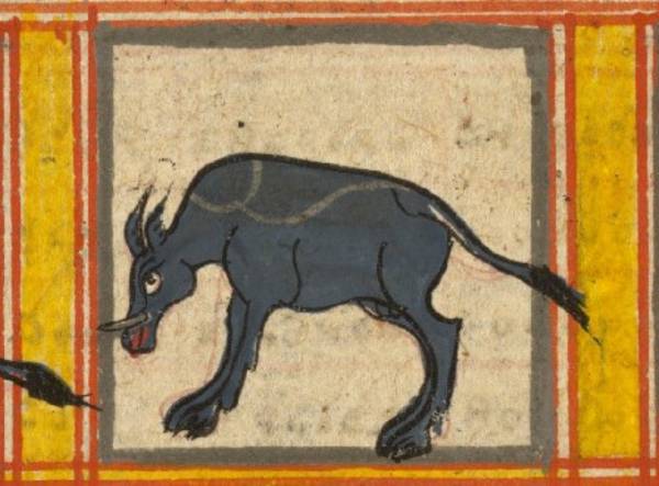 This detail from a manuscript painting shows a boar. This animal is an important symbol in Jain myth, as the emblem – lāñchana – of the 13th Jina, Vimalanatha or Lord Vimala. The boar is also the symbol of the Sanatkumāra heaven, the third paradise of 12.