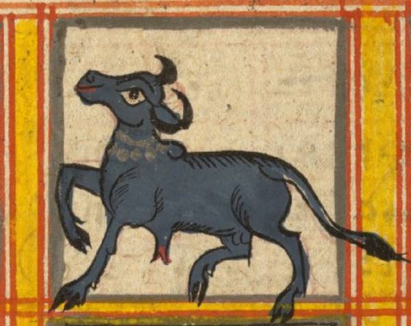 This detail from a manuscript painting is of a buffalo, an important animal in Jain myth, It is the emblem – lāñchana – of the 12th Jina, Vāsupūjyanatha or Lord Vāsupūjya. The buffalo is also the symbol of the Īśāna heaven, the second paradise of 12.